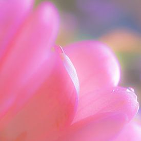 serene tranquillity by Marja van Brunschot