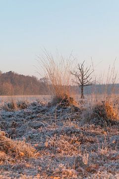 Tree sur Eelke Cooiman