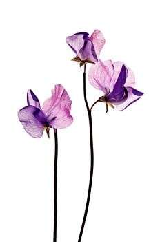 Lathyrus