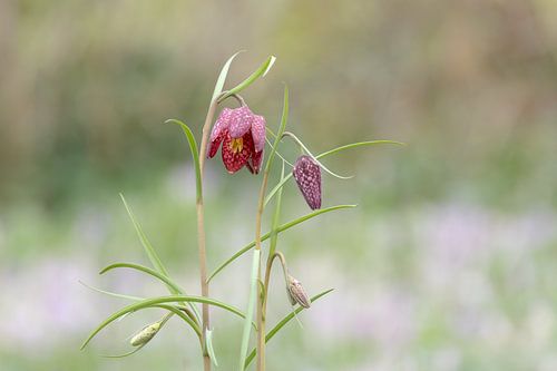 Fresh wild snake's head fritillary