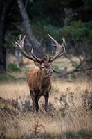 Red deer during the rut