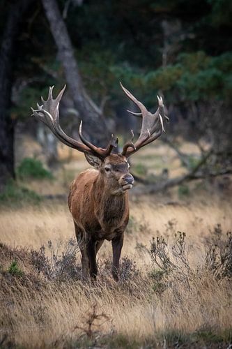 Cerfs rouges en rut sur Evert Jan Kip