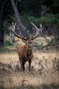 Red deer during the rut by Evert Jan Kip thumbnail