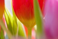 Eine schöne Tulpe in Rot, Rosa und Grün und ein Hauch von Gelb von WeVaFotografie Miniaturansicht