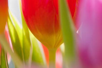 Tulp rood, roze en groen en een vleugje geel van WeVaFotografie