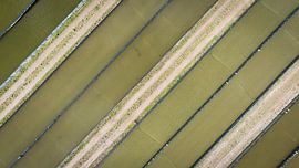 Fish on land by Top down - Maarten Kempen