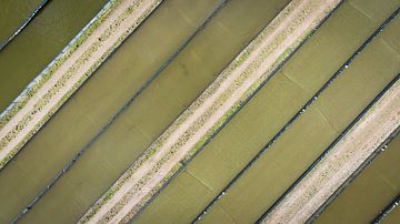 Fisch an Land von Top down - Maarten Kempen