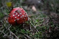 Petit champignon rouge à pois blancs