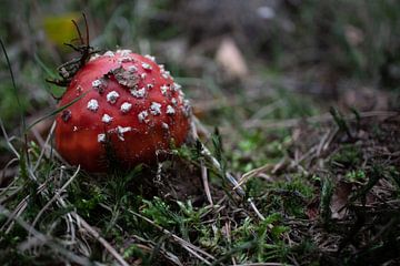 Kleine paddenstoel rood met witte stippen van Callista de Sterke