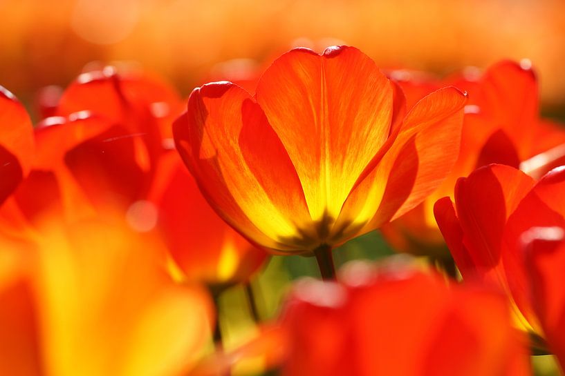 Orangefarbene Tulpe von Peet Romijn