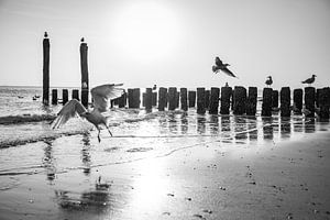 Mouettes en mouvement à Ebb and Breakwater