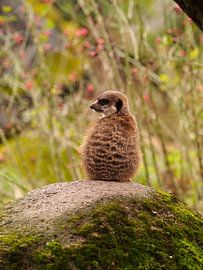 Sitzendes Erdmännchen