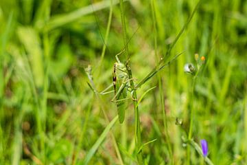 The grasshopper by Stephanie van den Belt