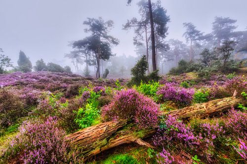 Bloeiende heide
