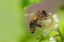Hard-working wild bee