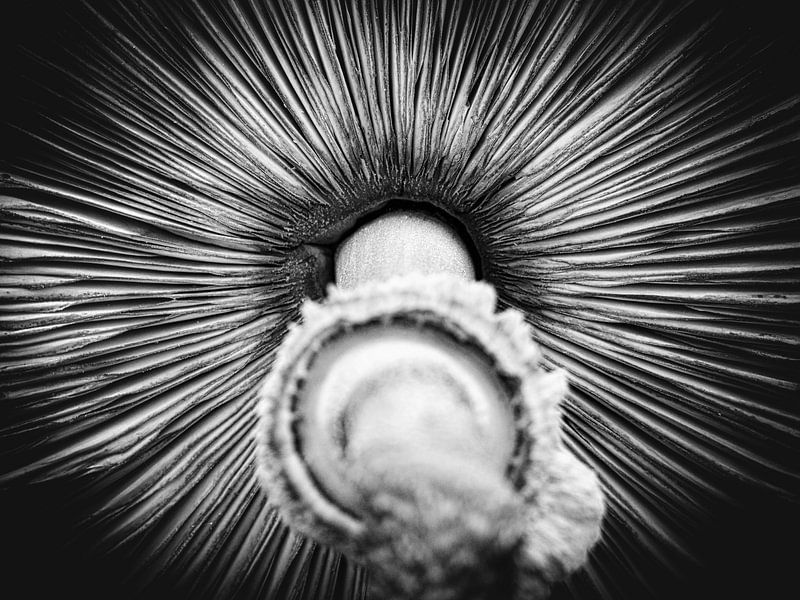 Vue de dessous d'un champignon en noir et blanc par Laurens de Waard