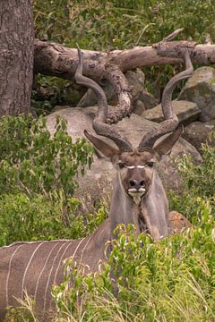 Kudu bul van Marijke Arends-Meiring