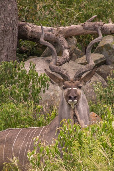 Kudu-Bulle von Marijke Arends-Meiring