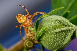 Spin van Ronnie Assink