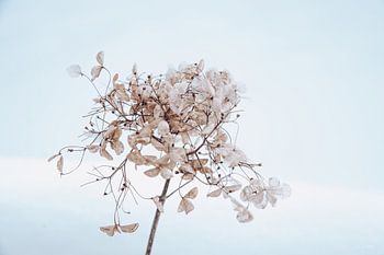 Hortensia dans la neige 7