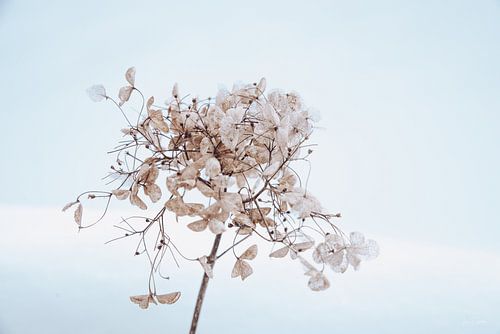 Hortensia in de sneeuw 7