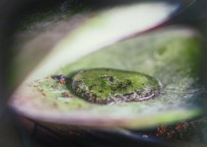 ~Teardrop of a Naiad ~