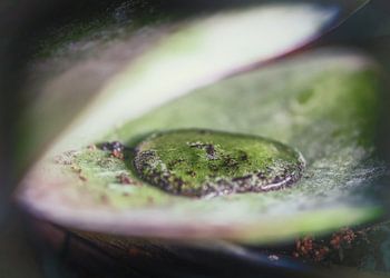 ~Goutte d'eau d'une Naïade ~
