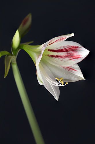 Amaryllis