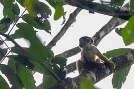 Totenkopfäffchen im Regenwald von Corcovado von Fulltime Travels