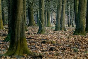 Peekaboo ! sur KCleBlanc Photography