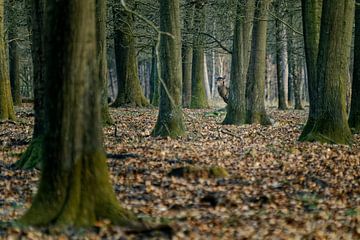 Edelhert speelt verstoppertje tussen de bomen van KCleBlanc Photography