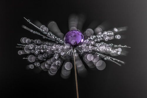 Waterdruppels op een pluisje met bokeh