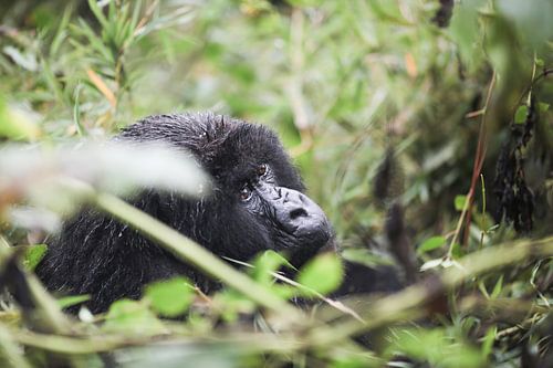 Weerklanken van het Regenwoud