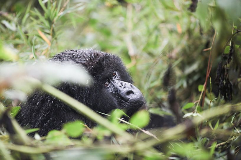 Echoes of the Rainforest by Wild Love Expedition