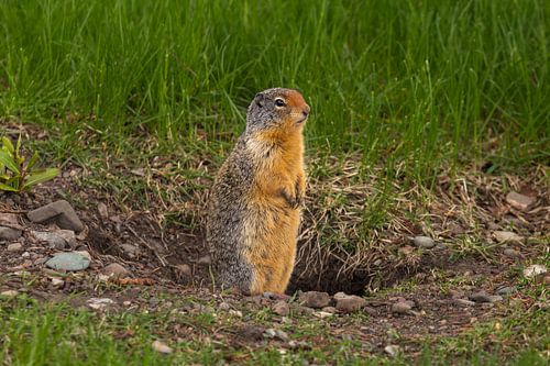 Ground squirrel 1