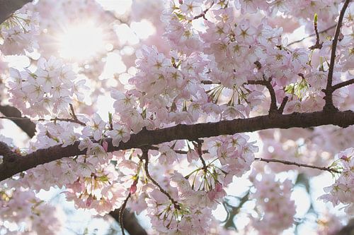 Bloesem in bloei met zonnestralen