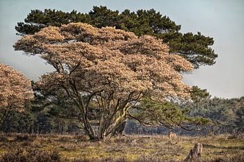 Malerische Szene mit getrockneten Blüten und einem Reh
