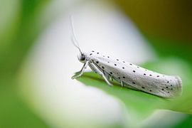 Gesprenkelte Motte von Laura Vollering