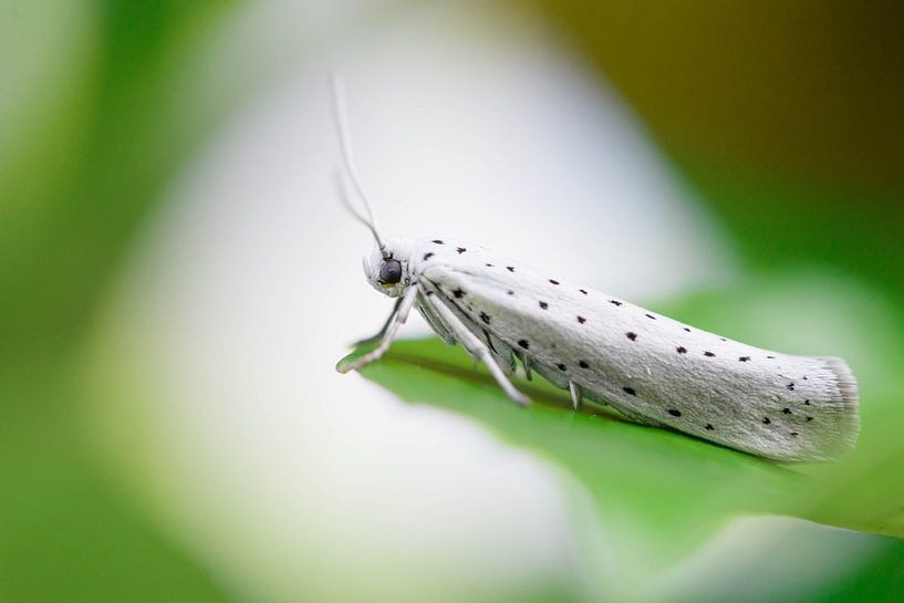 speckled moth by Laura Vollering