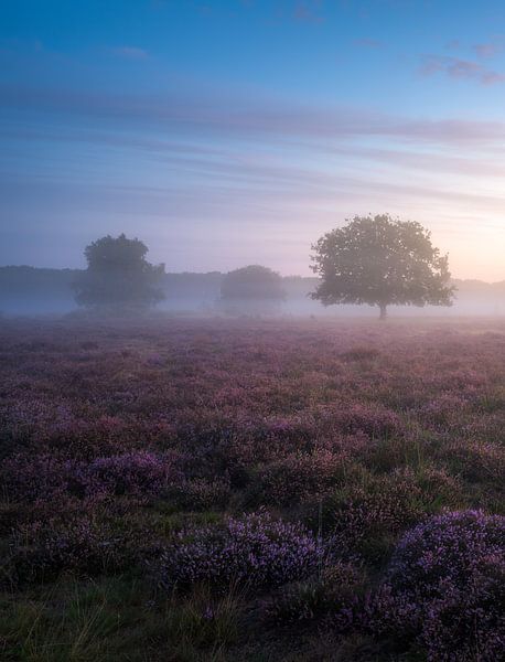 Bussumerheide by Jeroen Lagerwerf
