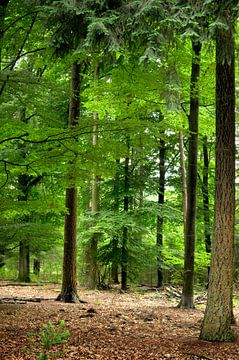 Gemengd bos op de Hoge Veluwe van Corinne Welp
