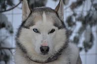 Husky in Lapland by Marcel Schouten thumbnail
