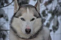 Husky in Lapland