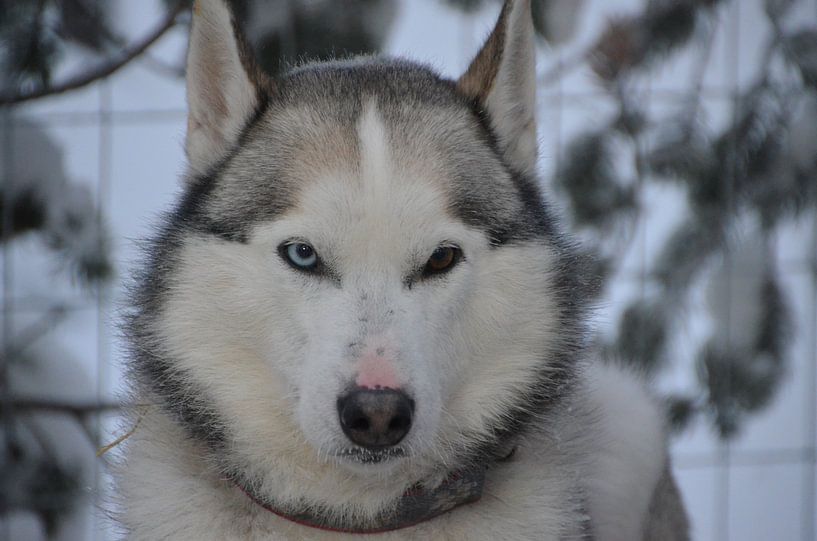 Husky in Lapland by Marcel Schouten