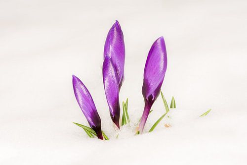 Krokusknoppen in de sneeuw