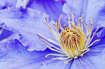 Clematis by Lex Schulte