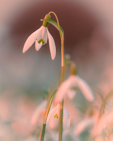 Perce-neige dans la douce lumière du soir par Horst Husheer