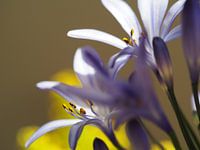 Purple flower with detail