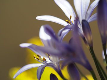Purple flower with detail