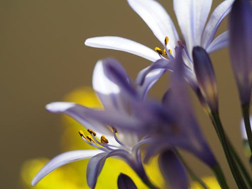 Lila Blume mit Detail